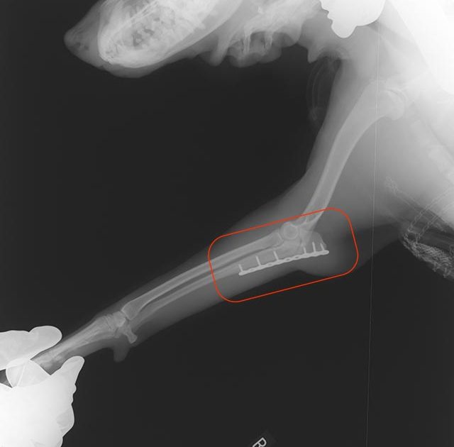 肘関節骨折 – 守谷市 おおかわ動物病院
