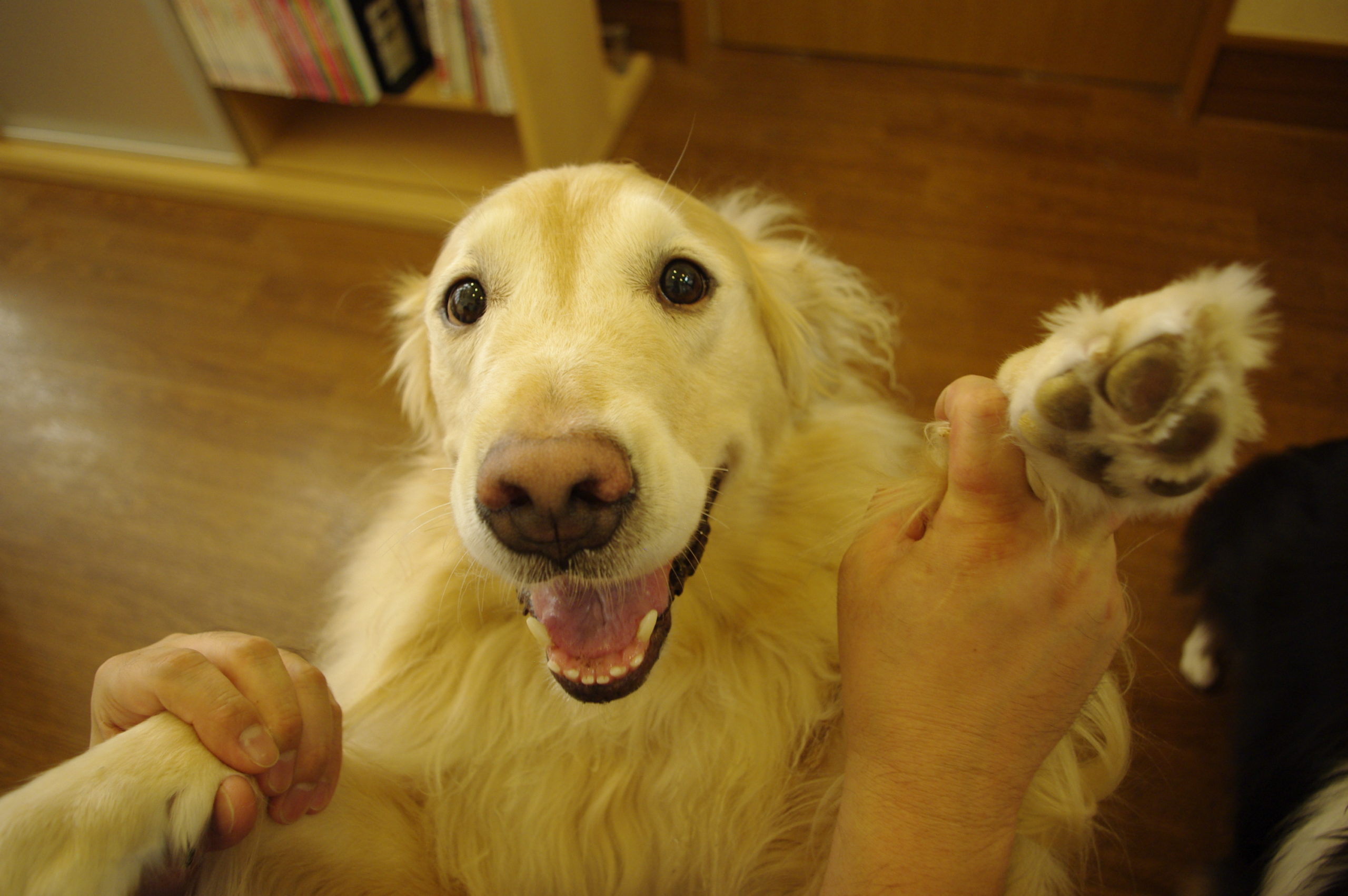 犬用　ロイヤルカナン　消化器サポート缶（低脂肪）の限定販売