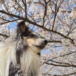 診療時間変更のお知らせです。