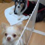 診療時間変更のお知らせです。