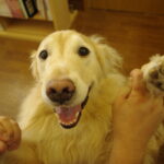 診療時間変更のお知らせです。