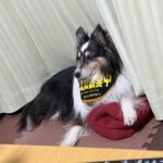 診療時間変更のお知らせです。