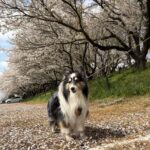 診療時間変更のお知らせです。